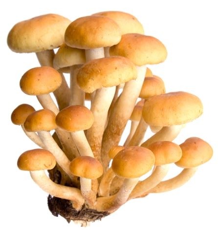 MycoNutri Honey Mushroom 250g powder (Armillaria mellea)