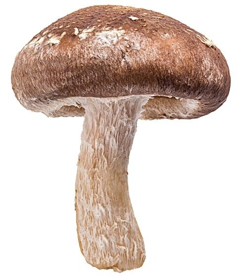 MycoNutri Organic Shiitake powder 200g (Lentinula edodes)