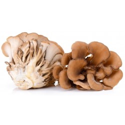 Organic MycoNutri Maitake powder 200g (Grifola frondosa)